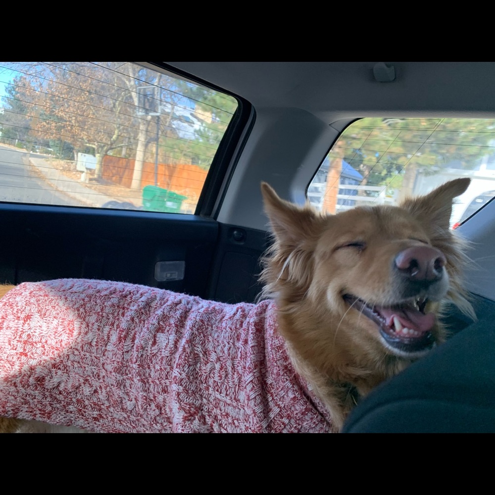 Meet your Posher, Carmen